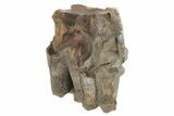 Fossil Woolly Rhino (Coelodonta) Tooth - Siberia #231024-1